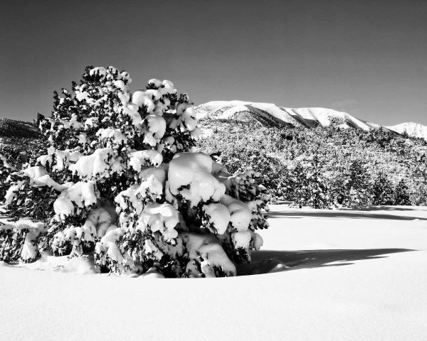 CA, Sierra Nevada Morning on winter landscape